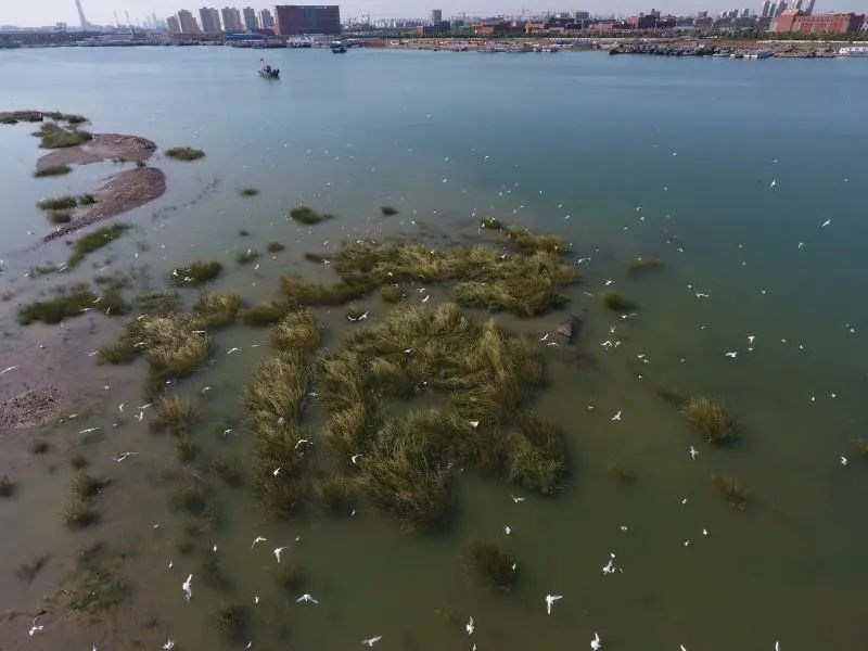 濱海新區(qū)賞秋地圖出爐！這些秋色美景地，你想先去哪個？