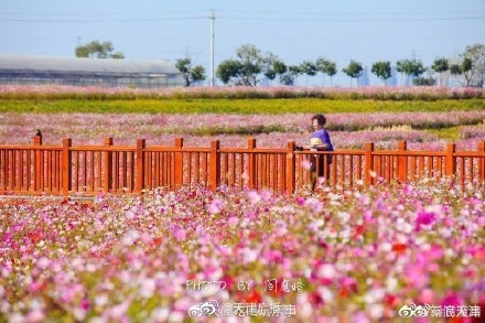 電影《我和我的家鄉(xiāng)》里的稻田畫，咱天津也有