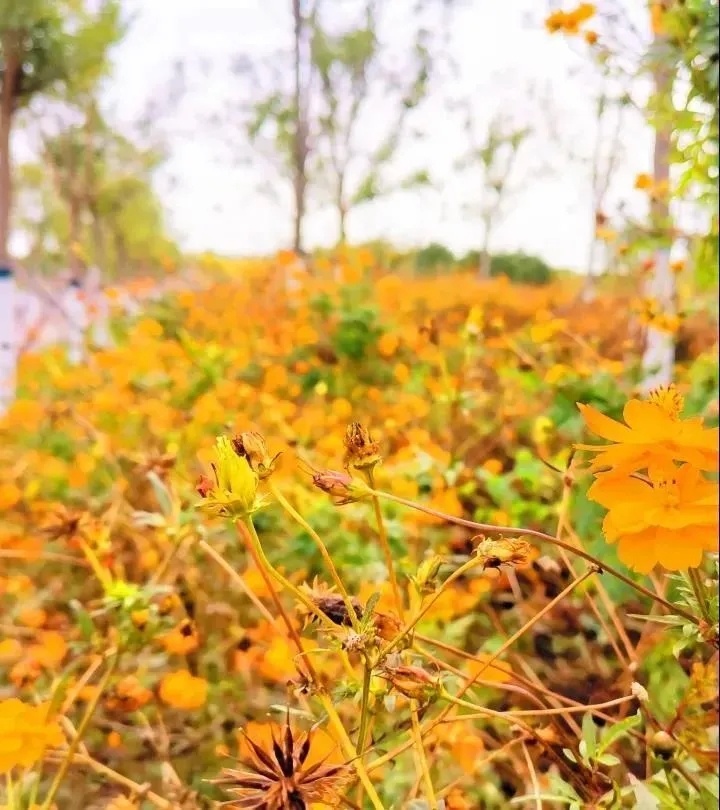 秋意濃！這些“網(wǎng)紅地”，你都去了嗎？