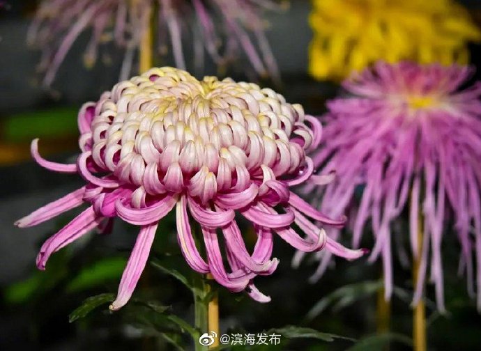 第九屆“菊耀濱海 盛世中華”菊花展在濱海新區(qū)