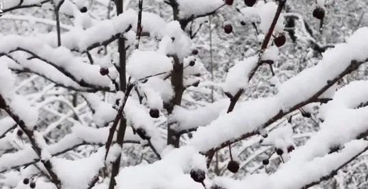 北京下雪了，天津的雪還遠(yuǎn)嗎？很快