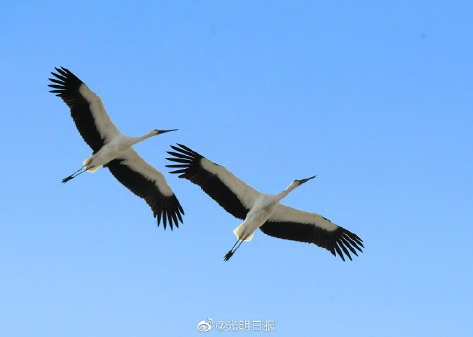 天津護鳥志愿者王建民：看到東方白鸛順利南飛 我喜極而泣