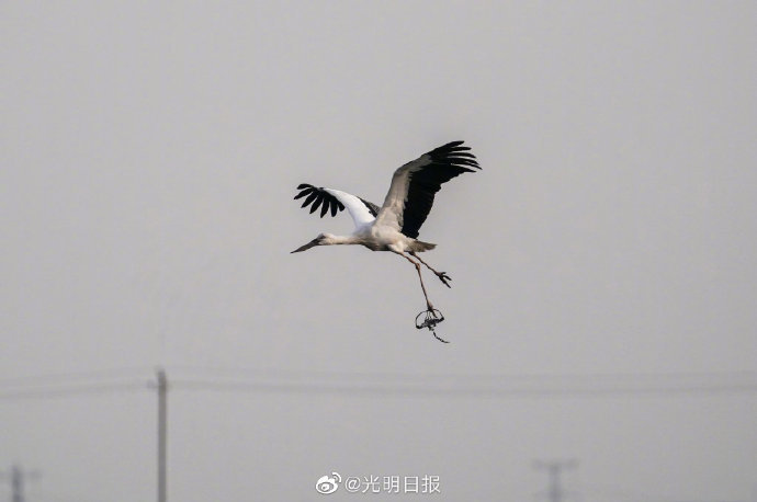 天津護鳥志愿者王建民：看到東方白鸛順利南飛 我喜極而泣