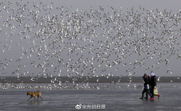 天津護鳥志愿者王建民：看到東方白鸛順利南飛 我喜極而泣