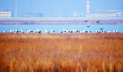 七里海，津東60里的候鳥驛站