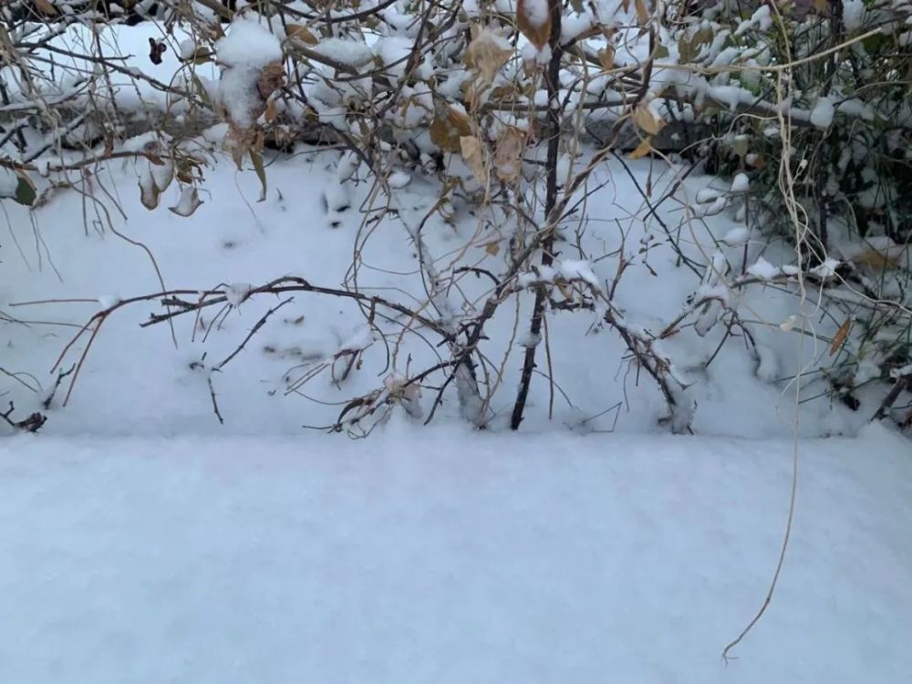 “雪姑娘”如約而至！濱海新區(qū)發(fā)布道路結(jié)冰黃色預(yù)警