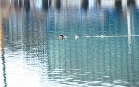 渤龍湖 蘆花蕩漾 水鳥飛舞