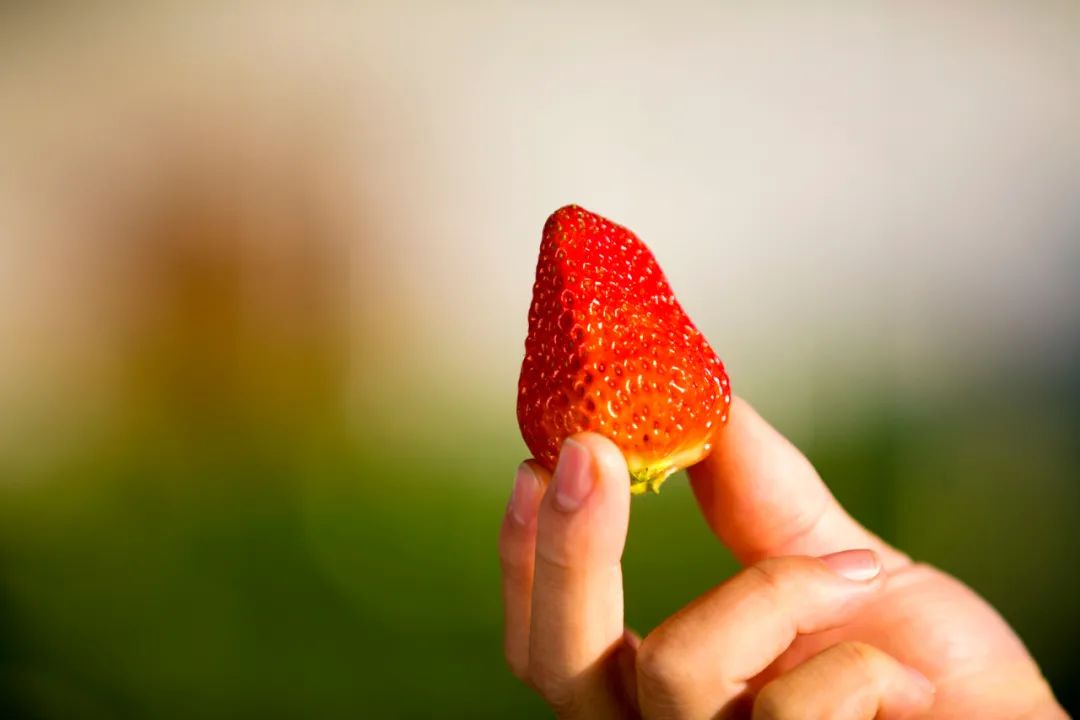 薊州草莓熟了！“莓”好時(shí)光約起來