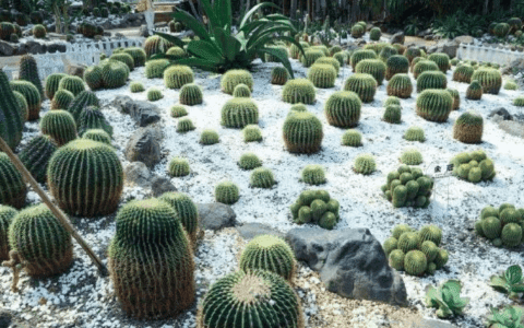 天津?yàn)I海新區(qū)打造華北地區(qū)最大的植物園