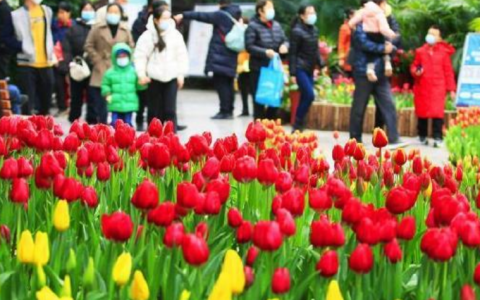 天津熱帶植物園郁金香文化旅游節(jié)開幕啦！