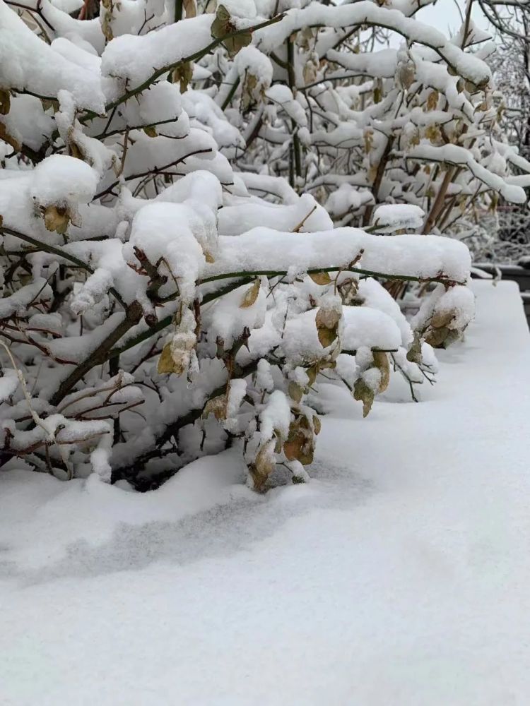 津城“雪”下一夜，今早出門(mén)要小心！