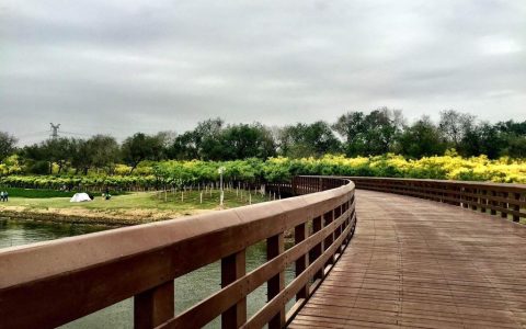 天津踏青賞花十大熱門公園出爐 這個(gè)郊野公園居首