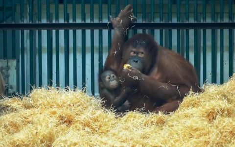 太萌了！天津動物園這個館周五開放有驚喜！約起來~