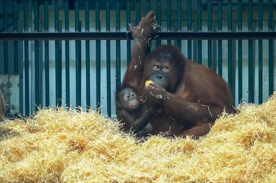 太萌了！天津動(dòng)物園這個(gè)館周五開放有驚喜！約起來~