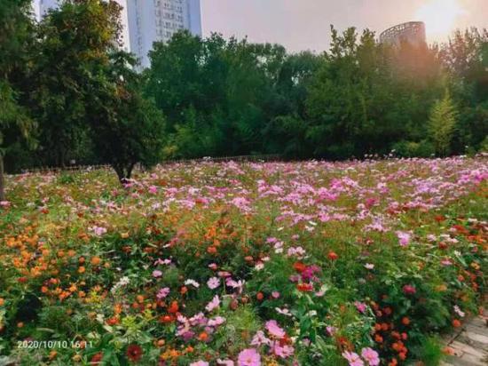 為百姓辦實事！天津今年將新建一批醫(yī)院、公園、菜市場……