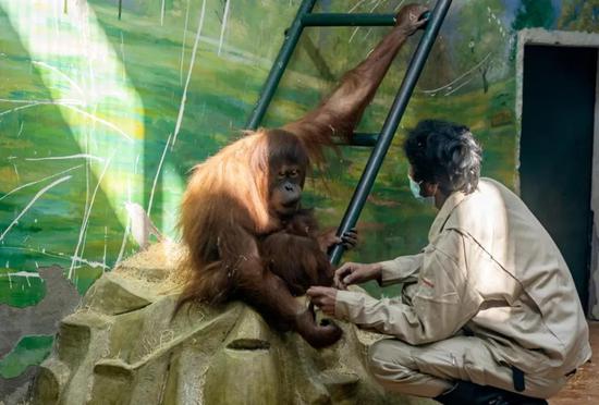 太萌了！天津動(dòng)物園這個(gè)館周五開放有驚喜！約起來~