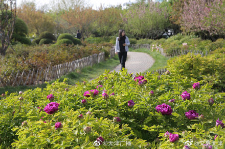 品國(guó)色，賞牡丹！天津泰達(dá)植物資源庫(kù)牡丹園正式開園