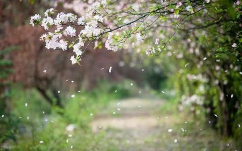 天津柳絮始飛溫暖回歸 今陣風6級最高溫18℃