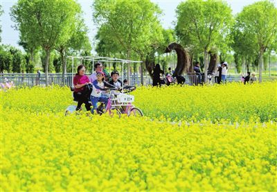 天津西青萬畝油菜花田醉游人