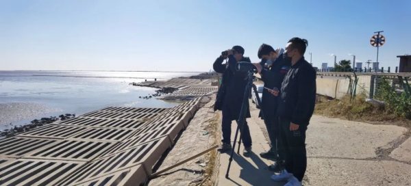 濱海沿海灘涂濕地遇見你——遺鷗