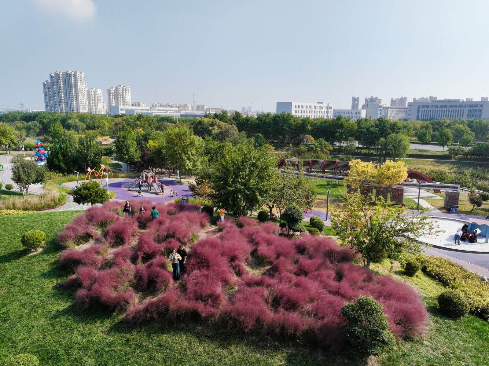 金秋十月 紅的、紫的、粉的、黃的......臨港濕地公園植物呈現(xiàn)多彩面貌